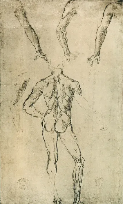 Stampa con cornice : Studio di anatomia, disegno di Raffaello, conservato al British Museum di Londra