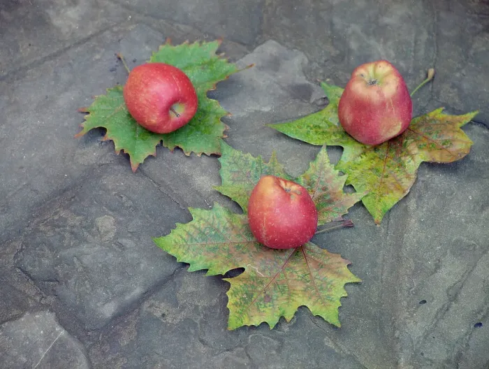 Impression encadrée : Fruits et feuilles