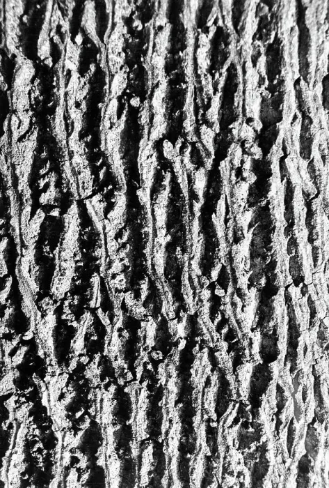 Stampa con cornice : Corteccia d'albero Stampa con cornice : Corteccia d'albero
