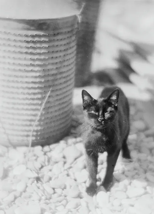 Impression encadrée : Chat noir. Un chat noir majestueux, assis sur un banc de pierre