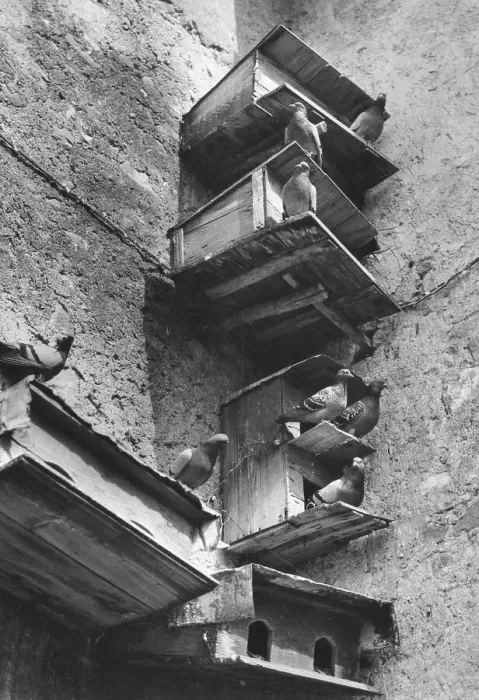 Stampa con cornice : 
