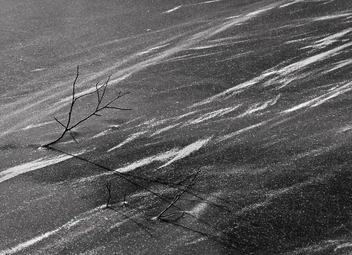 Gerahmter Druck : Bäume in der Schneelandschaft Gerahmter Druck : Bäume in der Schneelandschaft