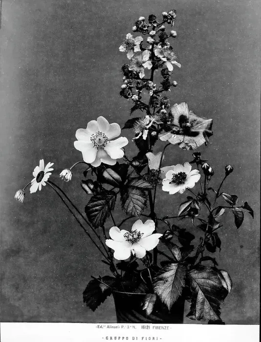 Impression encadrée : Fleur en bouquet. Impression encadrée : Fleur en bouquet.