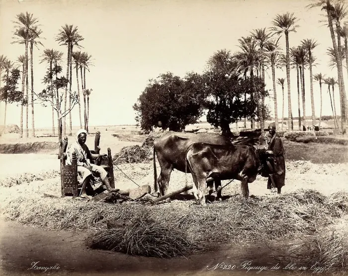 Impression encadrée : Moissonnage du blé en Égypte Impression encadrée : Moissonnage du blé en Égypte