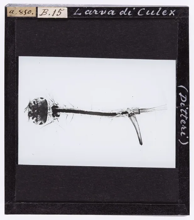 Stampa con cornice : Larva di Culex ( Ditteri) ingrandita al microscopio Stampa con cornice : Larva di Culex ( Ditteri) ingrandita al microscopio