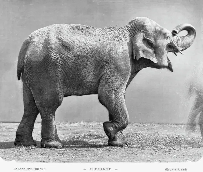 Stampa con cornice : Un elefante