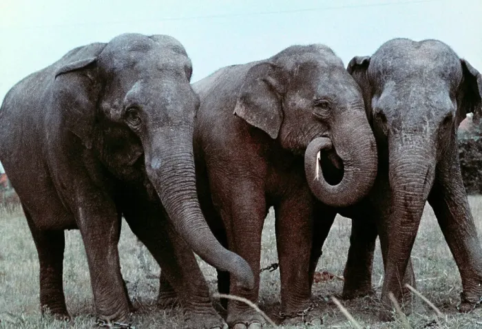 Impression encadrée : Trois éléphants Impression encadrée : Trois éléphants