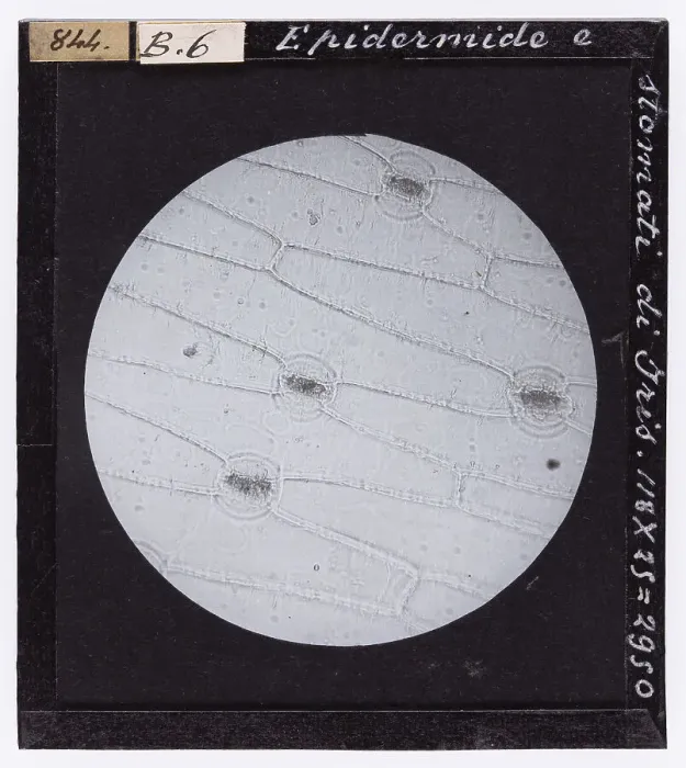 Impression encadrée : Microscopie de l'épiderme et des stomates d'Iris agrandis. Impression encadrée : Microscopie de l'épiderme et des stomates d'Iris agrandis.
