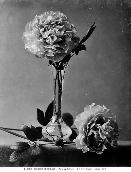 Stampa con cornice : Giardini. Esemplare di Peonia Arborea in un vaso