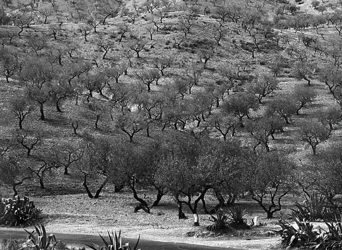 Impresión enmarcada : Olivar en la Campiña Toscana