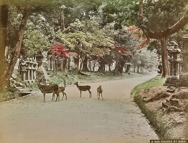Fawns in Kasuga Temple Park, Nara, Japan