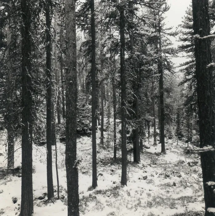Stampa con cornice : Bosco di abeti con neve