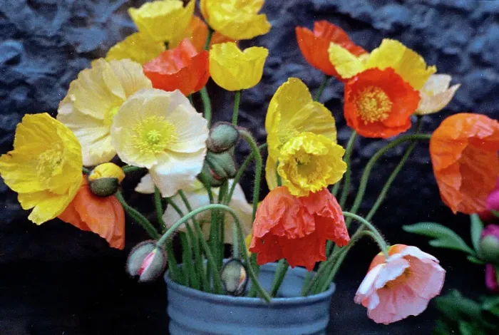 Stampa con cornice : Fiori