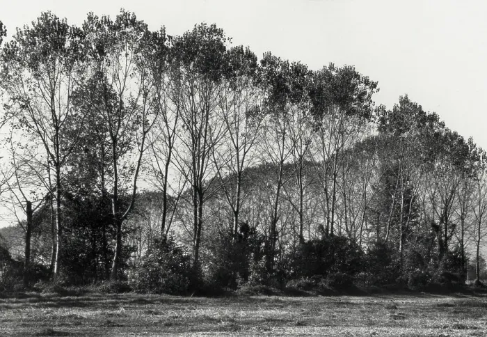 Impression encadrée : Le Bosco a Barbata