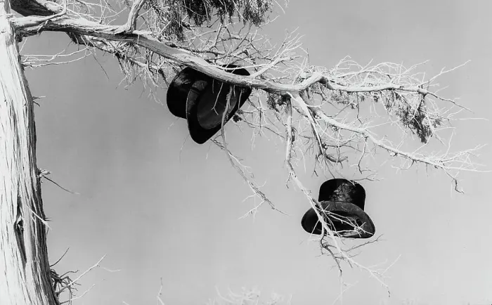 Gerahmter Druck : Hüte auf einem Baum Gerahmter Druck : Hüte auf einem Baum