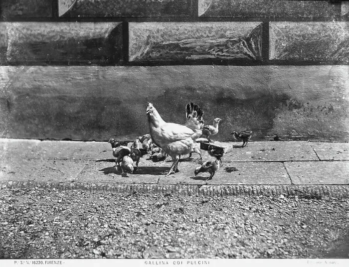 Stampa con cornice : Una gallina con i pulcini
