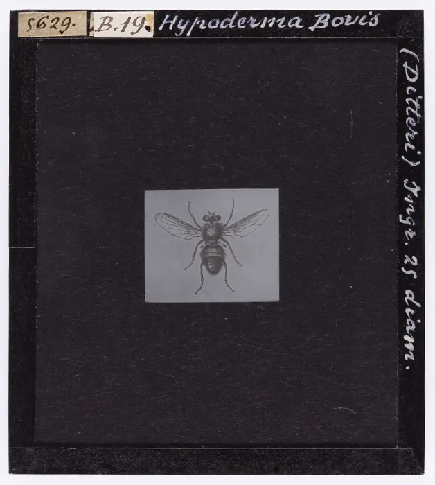 Impression encadrée : Hypoderme bovin (Diptera)