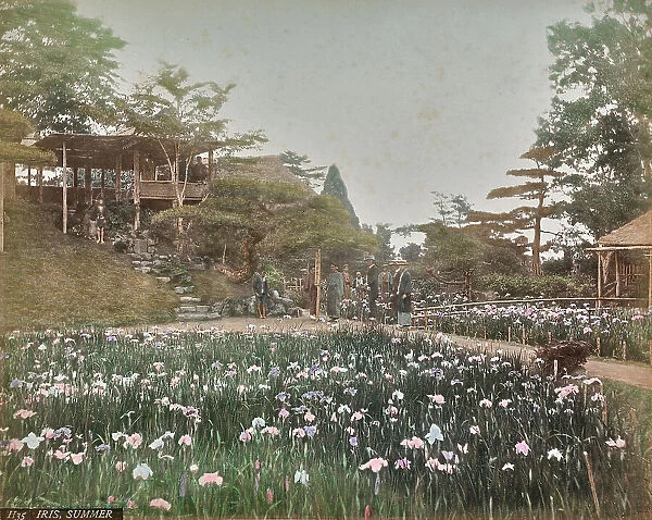 Iris Horikiri Garden in Tokyo, Japan