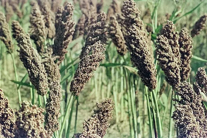 Impresión enmarcada : Campo de lavanda en la mañana