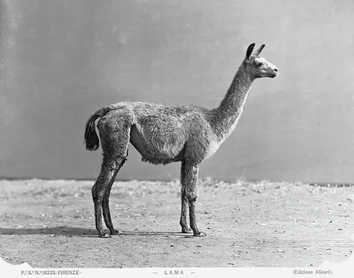 Stampa con cornice : Un lama