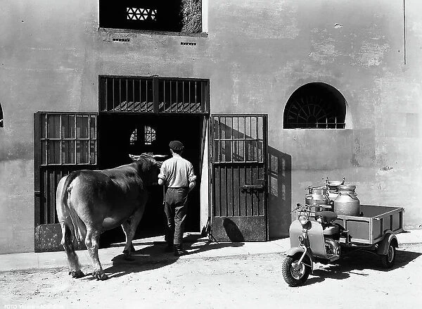A man brings a cow back to the stable. A scooter with a trailer for transporting milk bottles is parked outside the stable