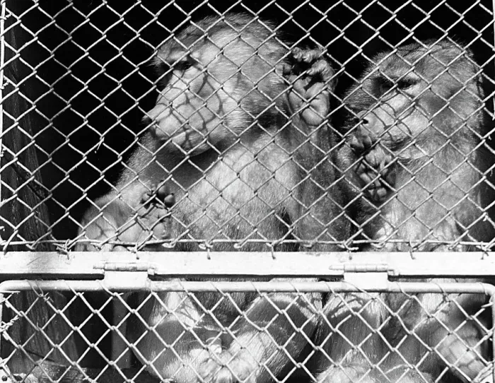 Impression encadrée : Des singes en cage