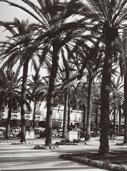 Palm grove of San Remo