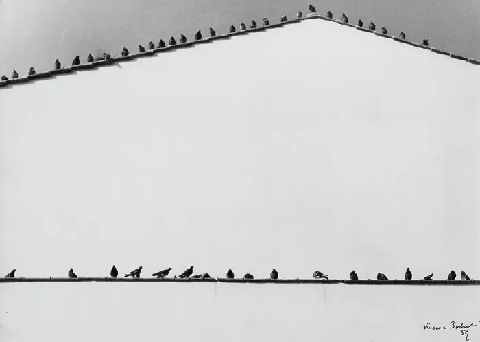 Stampa con cornice : Piccioni