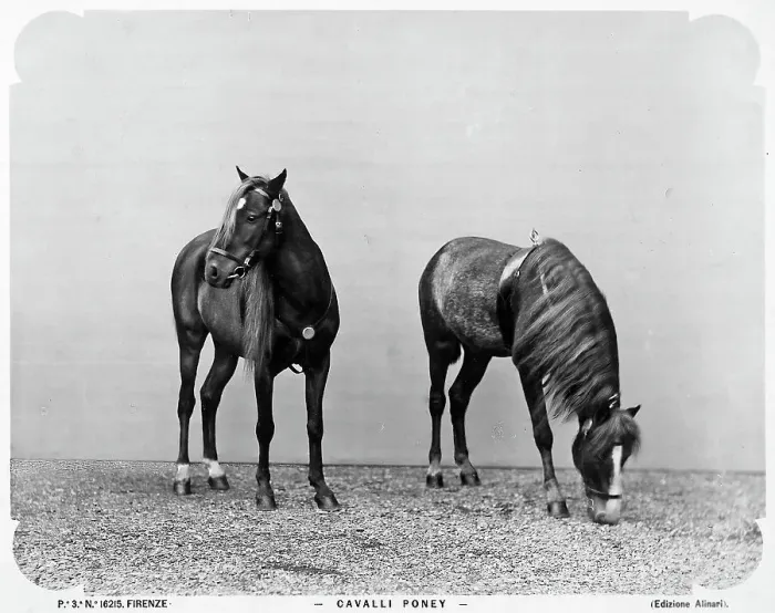 Gerahmter Druck : Zwei Ponys