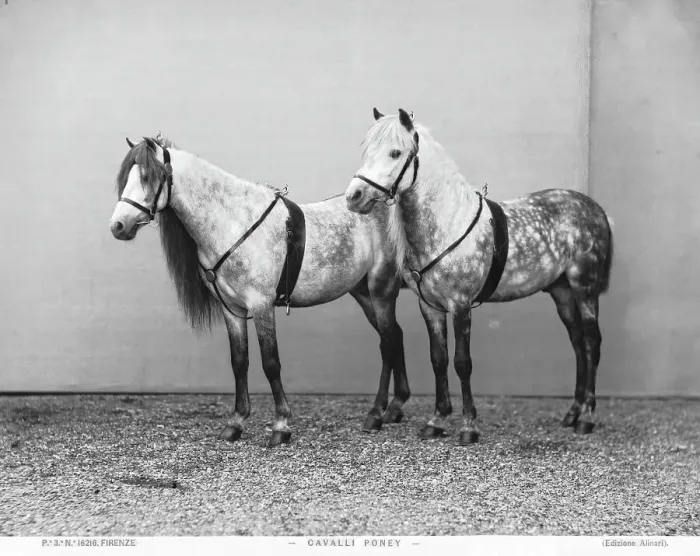 Stampa con cornice : Due poney
