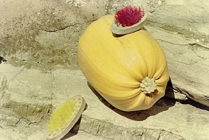 Stampa con cornice : Zucca