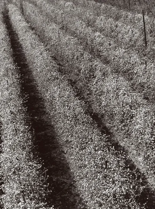 Impression encadrée : 