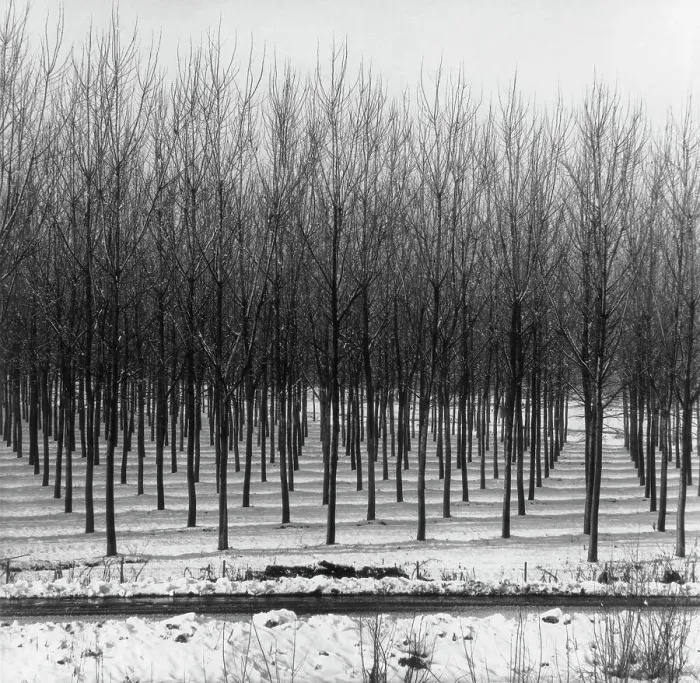 Stampa con cornice : Filari di alberi fra la neve