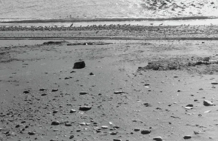 Stampa con cornice : Gabbiani sulla spiaggia