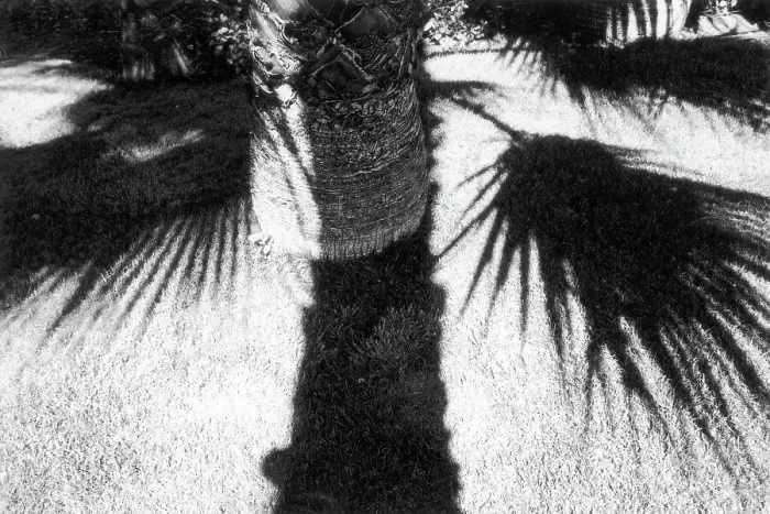 Impression encadrée : L'Ombre d'une palme Impression encadrée : L'Ombre d'une palme
