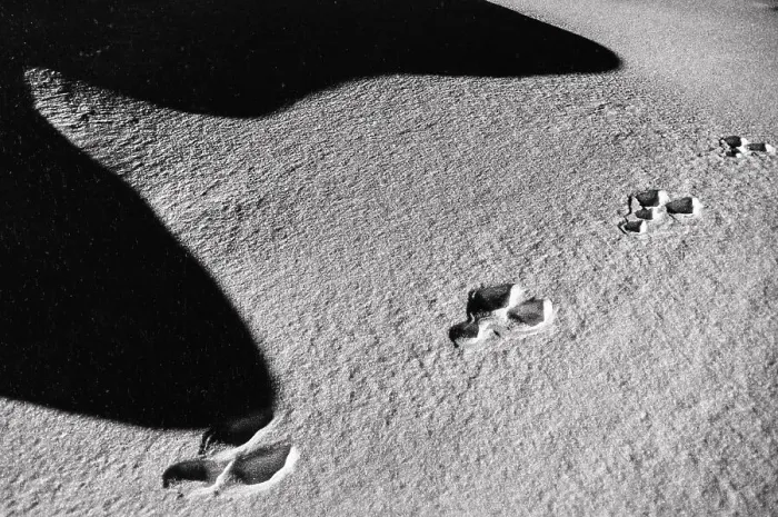 Stampa con cornice : Ombra sulla neve