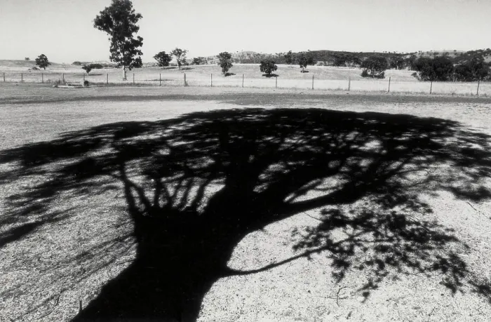 Gerahmter Druck : Schatten eines Baumes