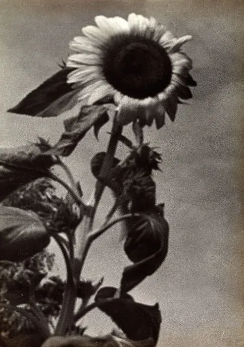 Stampa con cornice : 