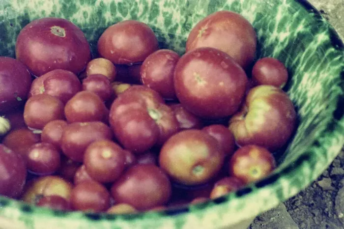 Impresión enmarcada : Tomates en un jarrón de flores rojas