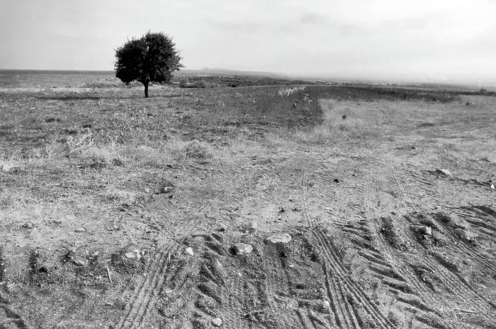 Stampa con cornice : Albero su un terreno spoglio
