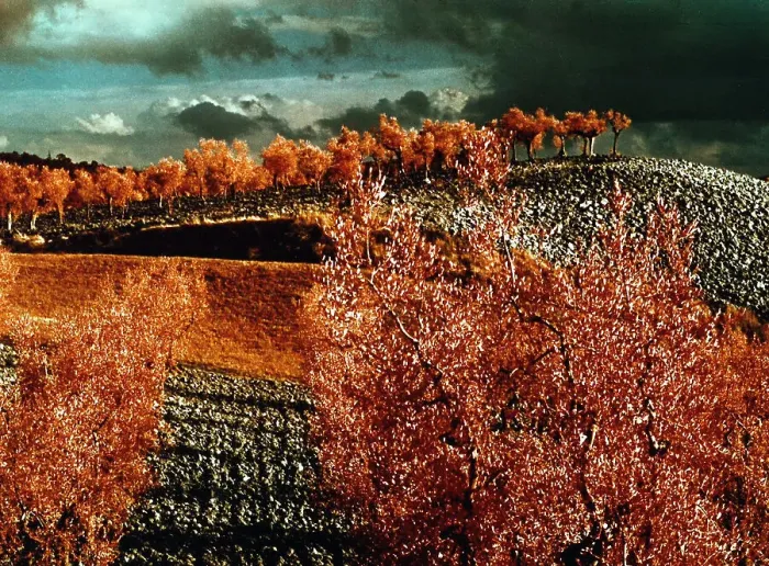 Stampa con cornice : Albero e campi