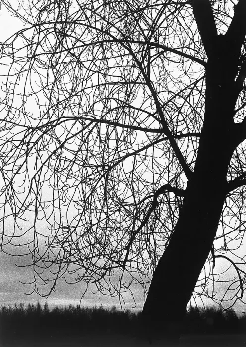Gerahmter Druck : Ein Baum ohne Blätter