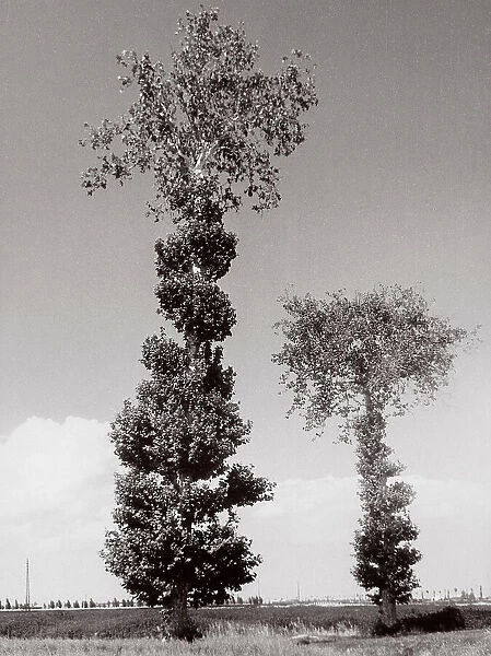Two trees Italy. Date of Photograph:1950-1960 ca