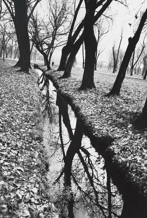 Stampa con cornice : Alberi in un parco