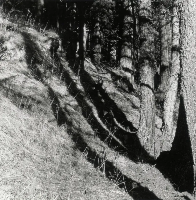 Stampa con cornice : Engadina. Alberi e ombre Stampa con cornice : Engadina. Alberi e ombre