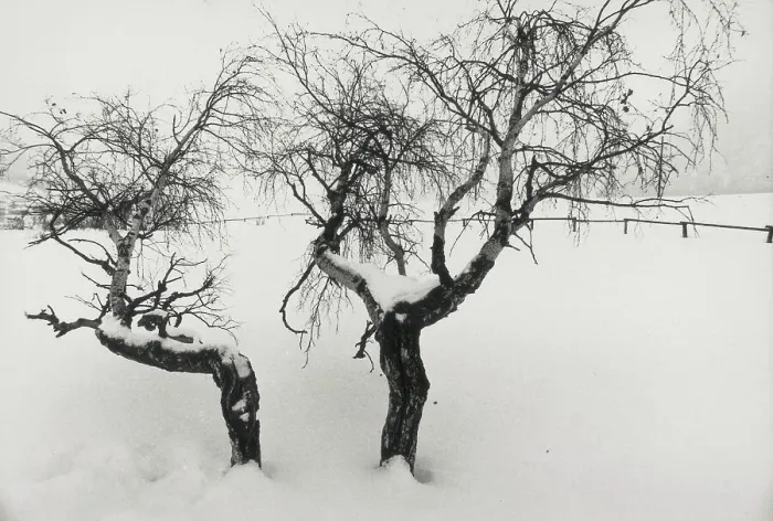 Stampa con cornice : Alberi nella neve