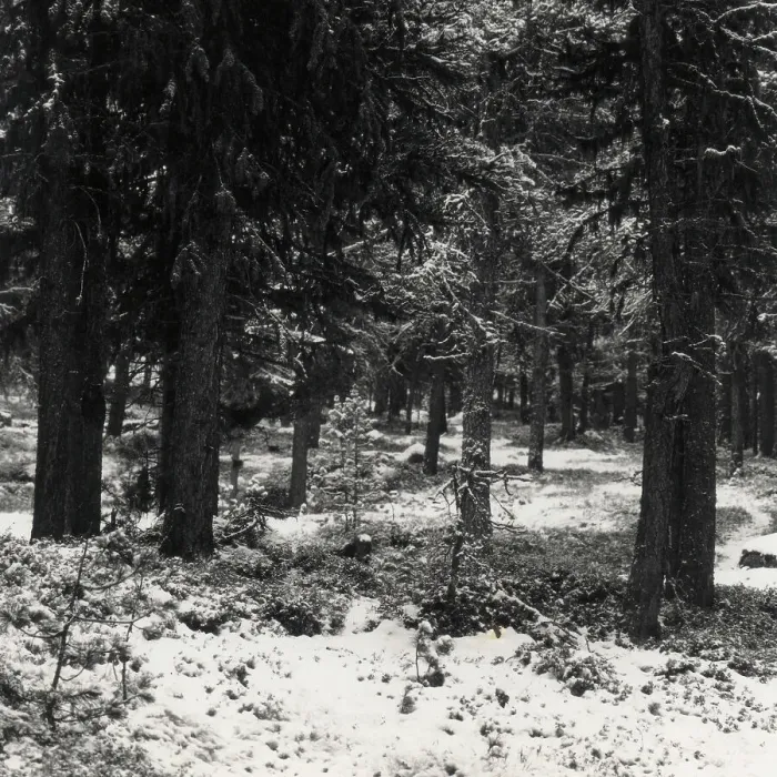 Stampa con cornice : Alberi nella neve