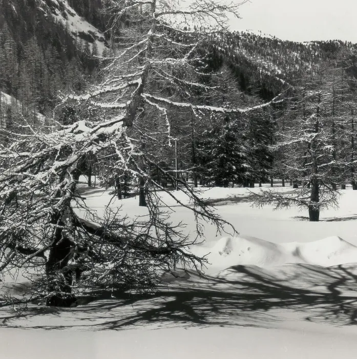 Gerahmter Druck : Bäume in Schnee