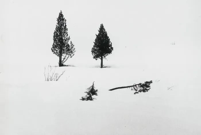 Impression encadrée : Arbres dans la neige