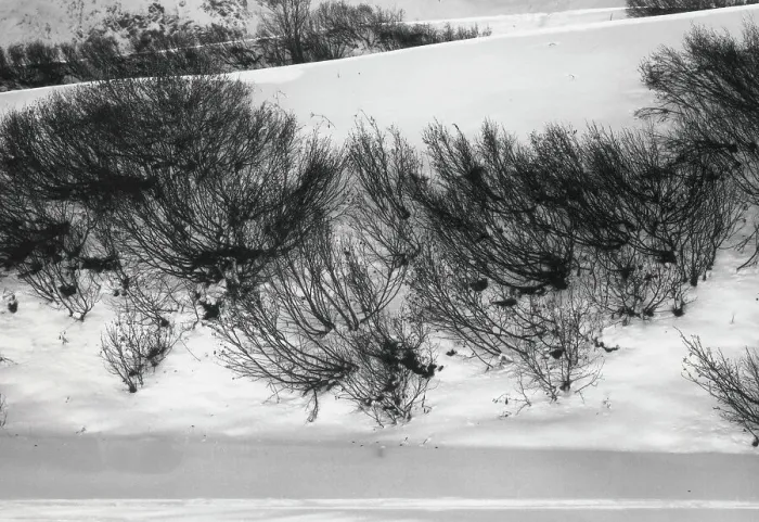 Stampa con cornice : Alberi nella neve